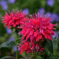 Monarda