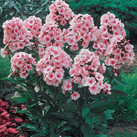 Tall Phlox