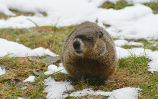 Last Chance for Winter Savings on Smart Watering