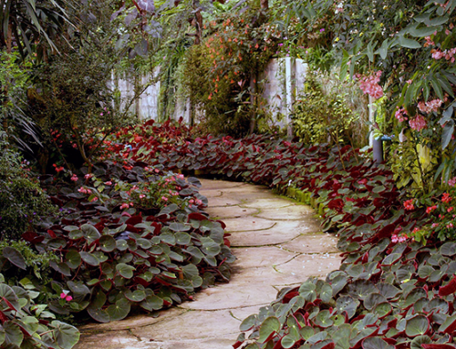 Water Conservation in Your Landscaping